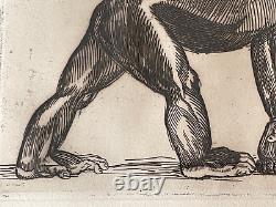 Gravure André Margat profil singe Chimpanzé marchant animaux primate Bonobo 1929