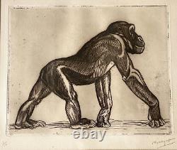 Gravure André Margat profil singe Chimpanzé marchant animaux primate Bonobo 1929